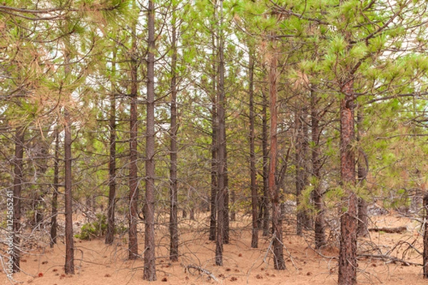 Fototapeta Pines Trees