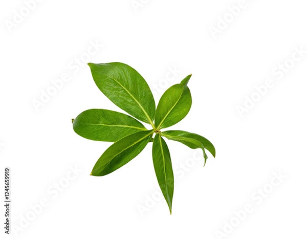 Obraz fresh mint leaves