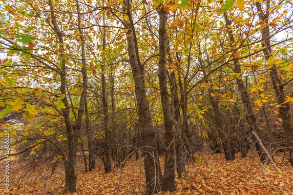 Fototapeta Autumn Trees