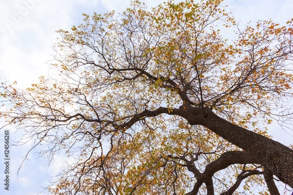Fototapeta Autumn Trees