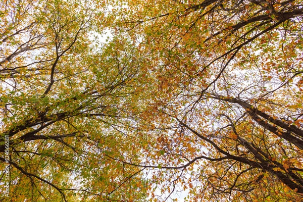 Fototapeta Autumn Trees