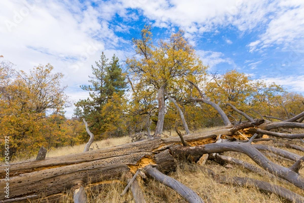 Obraz Autumn Landscape