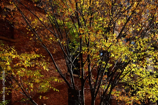 Fototapeta ニューヨークの秋