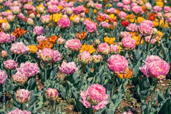 Fototapeta チューリップ畑