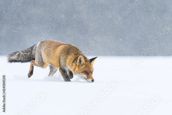 Fototapeta A red fox is running and sniffing across the snowy plain, looking for prey