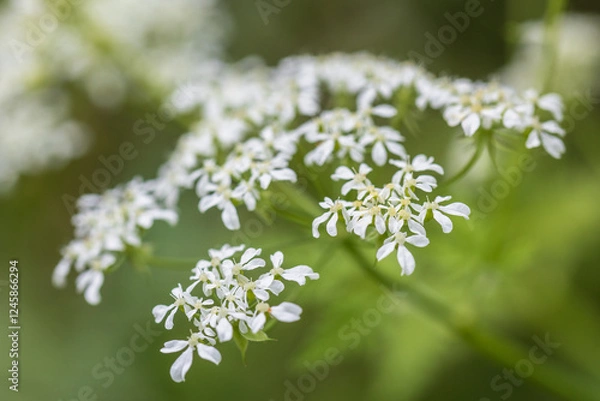 Obraz water dropwort