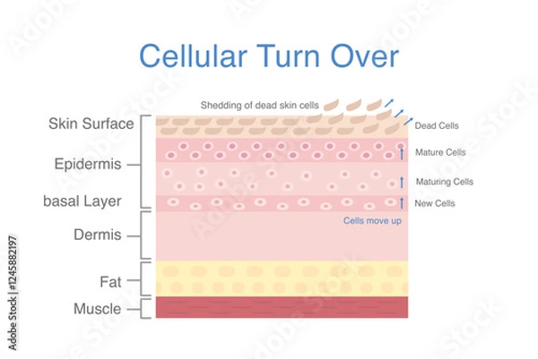 Fototapeta Cellular turnover diagram. Shedding of dead skin cells out of skin surface. cells produced in basal layer then maturing and move up.