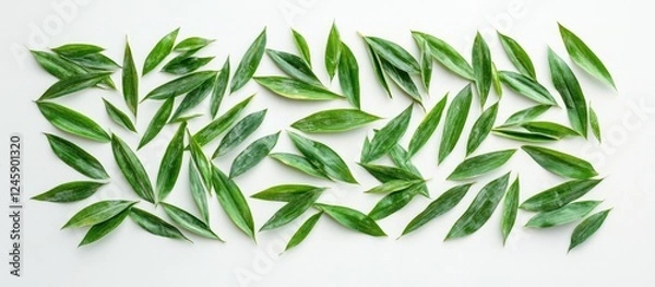 Fototapeta Bamboo leaves arranged on a white background creating a vibrant green foliage theme for design and decoration elements
