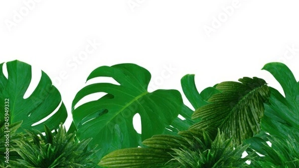 Fototapeta Tropical leaf 