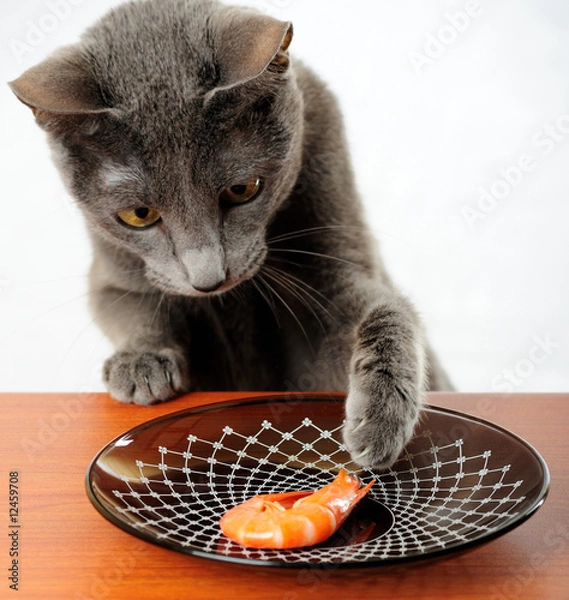 Fototapeta Cat wants to steal shrimp from the table