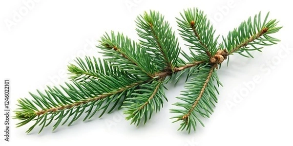 Fototapeta Rustic vintage spruce fir branch, isolated on white, evokes Christmas spirit; evergreen, wintery, and botanically perfect.