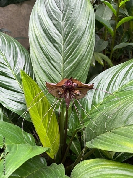 Obraz Orchid Blooming