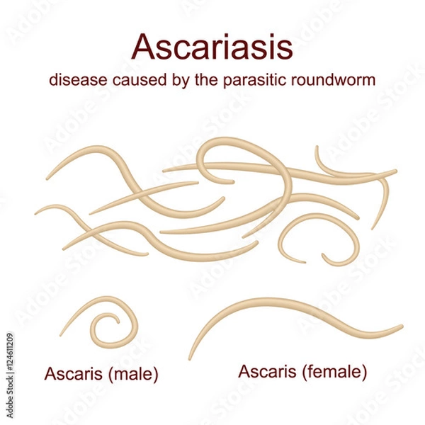 Fototapeta Realistic images of worm on a white background