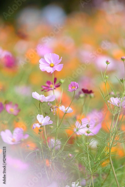 Obraz コスモス畑