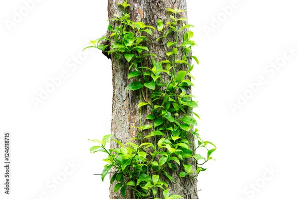 Obraz Ivy Vine Climbing Tree Trunk Isolated On White Background.