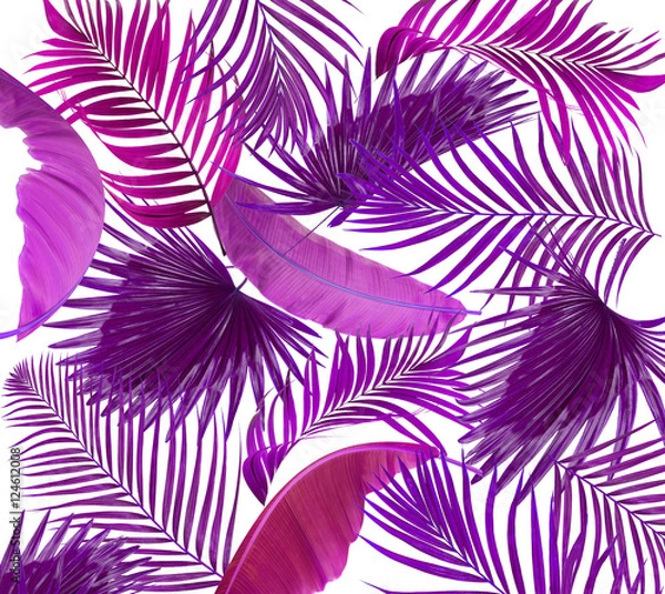 Fototapeta leaves of palm tree on white background