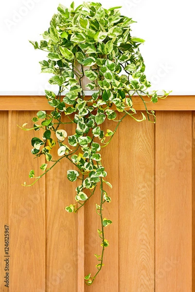 Obraz Potted Vines On Brown Wooden Wall.