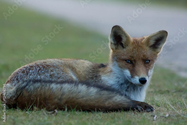 Obraz vos aan het rusten