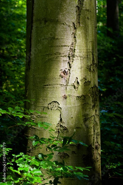 Fototapeta A strain of an old tree, close-up view. Background for various uses.