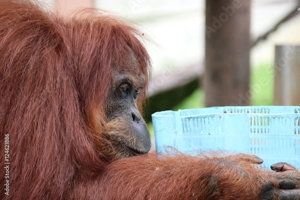 Fototapeta Orangutang