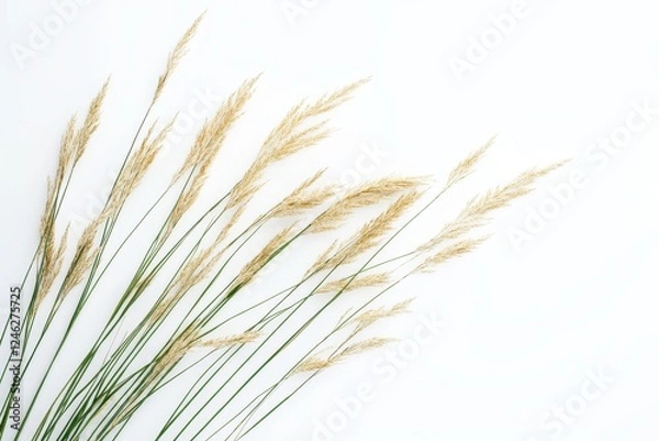 Obraz Golden grass stems arranged on white background