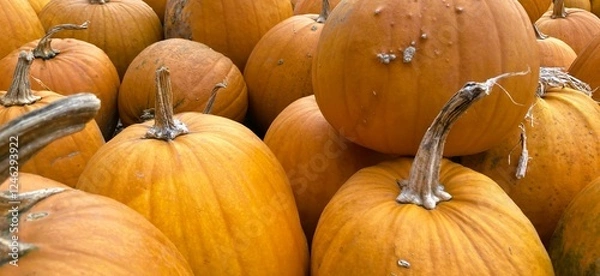 Obraz Pumpkin Accumulation