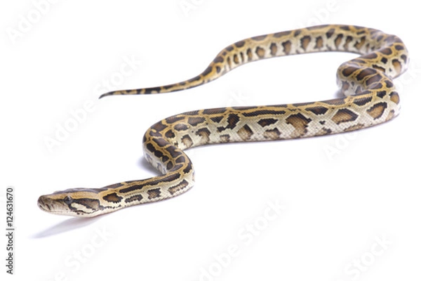 Fototapeta Pyton birmański, Python bivittatus,