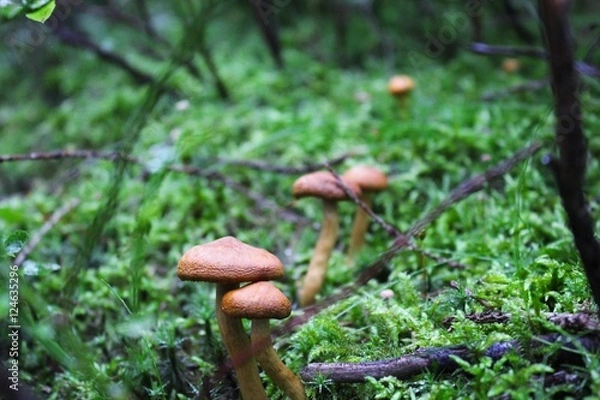 Obraz Grzybki na mchu