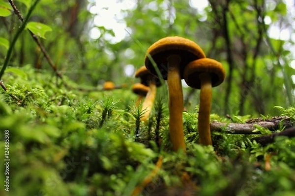 Obraz Grzybki na mchu