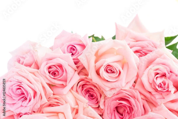Obraz Pink blooming fresh roses border isolated on white background