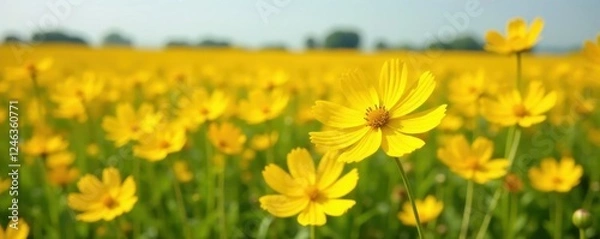 Obraz Yellow cosmos flowers blooming in a vast open field, wheat, flowers