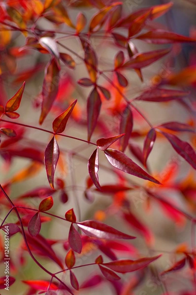 Obraz red heavenly bamboo