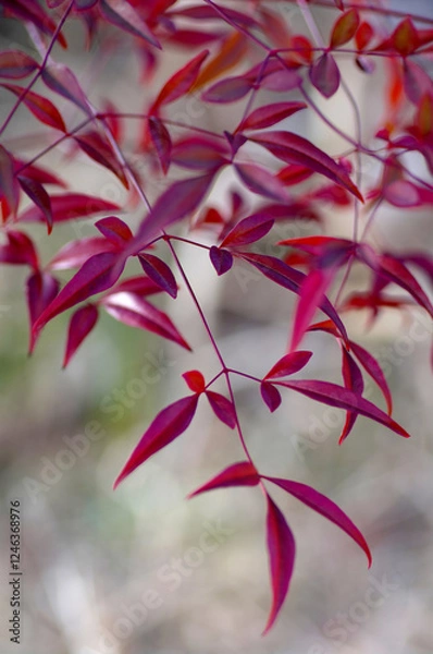 Obraz red heavenly bamboo