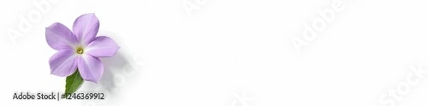 Fototapeta Single purple periwinkle flower with leaves and stem on white background, nature, flora, single flower