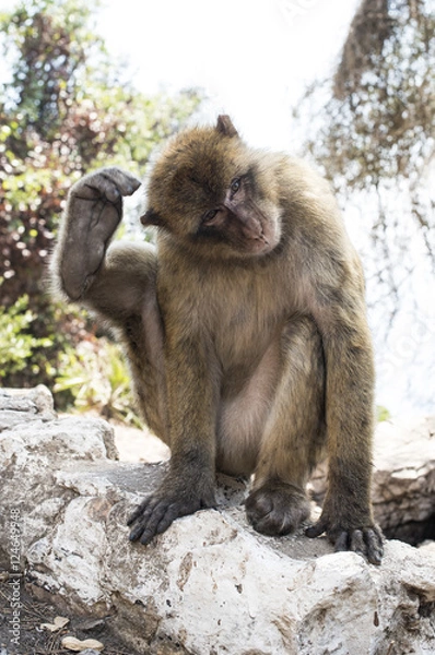 Obraz Barbary macaque monkey