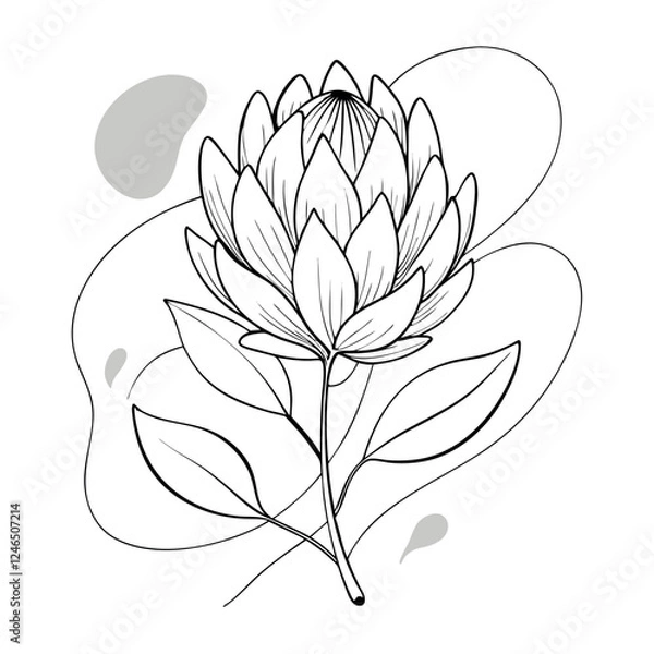 Obraz Protea Flower Vector Illustrations