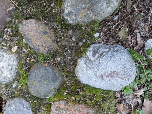 Fototapeta lichen on stone