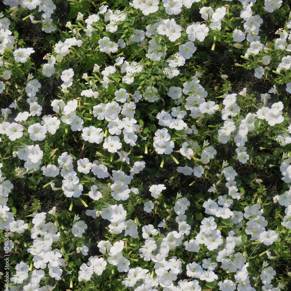 Fototapeta seamless texture of flowerbed