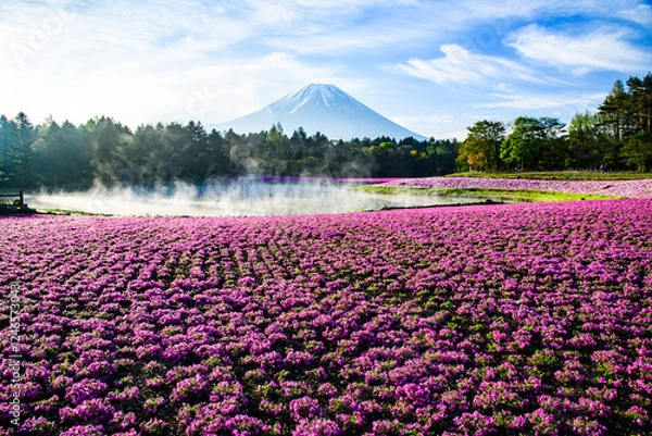 Fototapeta 本栖ハイランドから富士山と芝桜