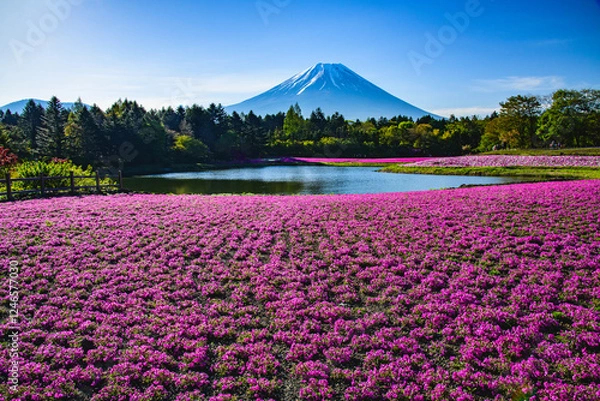 Fototapeta 本栖ハイランドから富士山と芝桜