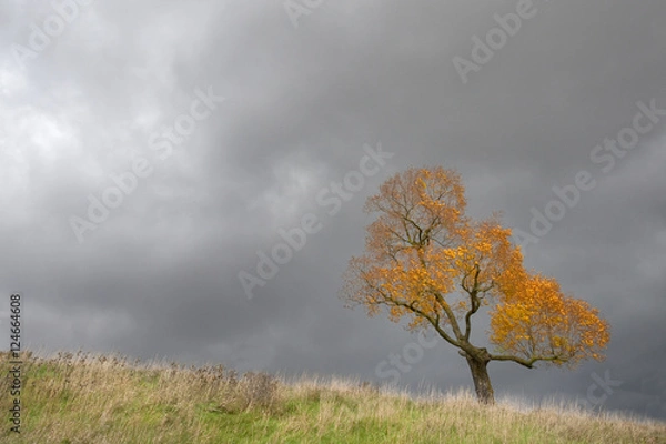 Obraz Arbre sur la Butte