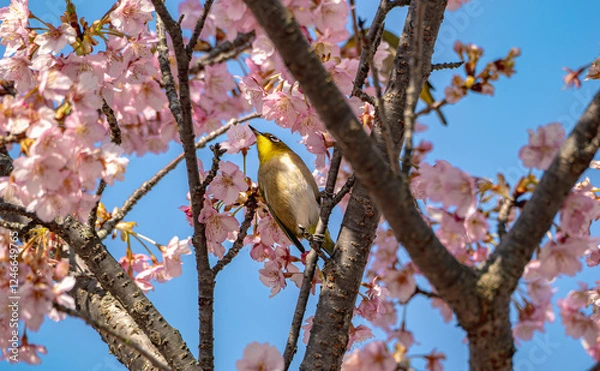 Fototapeta 春爛漫のメジロと桜