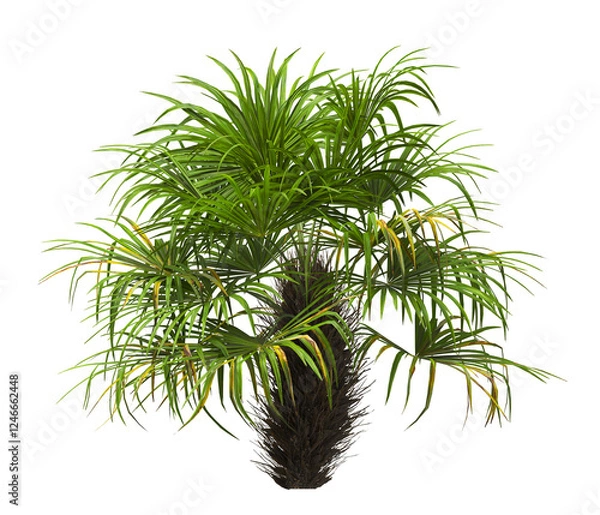 Fototapeta palm Tree isolated on white background. also known as the Rhapidophyllum hystrix, European fan palm, Phoenix roebelenii, dwarf date palm, pygmy date palm, robellini palm, Chusan palm, needle palm.
