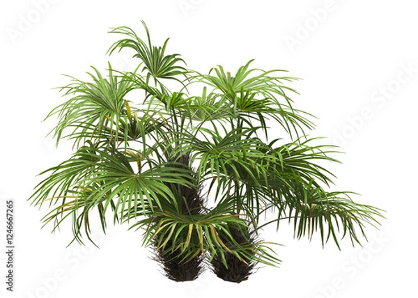 Fototapeta palm Tree isolated on white background. also known as the Rhapidophyllum hystrix, European fan palm, Phoenix roebelenii, dwarf date palm, pygmy date palm, robellini palm, Chusan palm, needle palm.