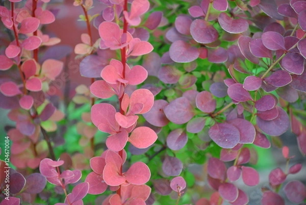 Obraz Orange Rocket Barberry