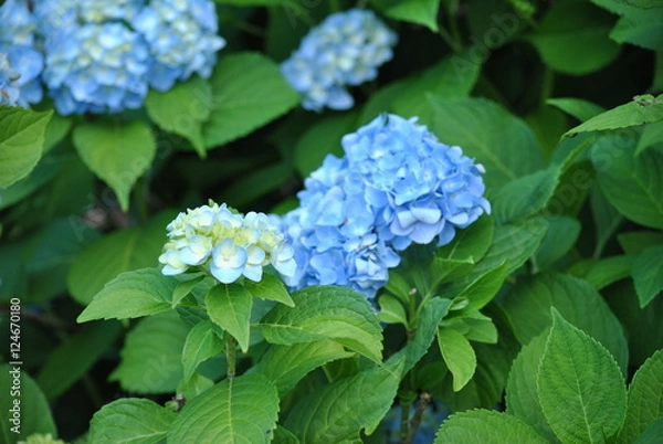 Obraz Hydrangea
