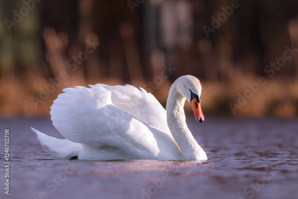 Obraz Łabędź Niemy (Cygnus olor) o wschodzie słońca.