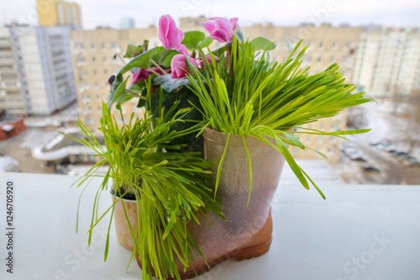 Obraz First spring flower bed with pink Cyclamen and green grass