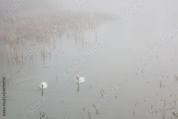 Fototapeta Two mute swans (Cygnus olor) on a misty lake in a weak morning sunlight with reeds behind: a light pastel shaded image with copy space.