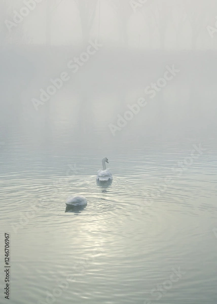 Fototapeta Two mute swans (Cygnus olor) on a misty lake in a pool of weak morning sunlight: a light pastel shaded image with copy space.